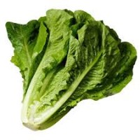 Салат Avon 1000 насіння (чай) Rijk Zwaan