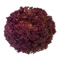 Салат Мурай 5000 сем.(драж.) Рійк Цваан(Rijk Zwaan)