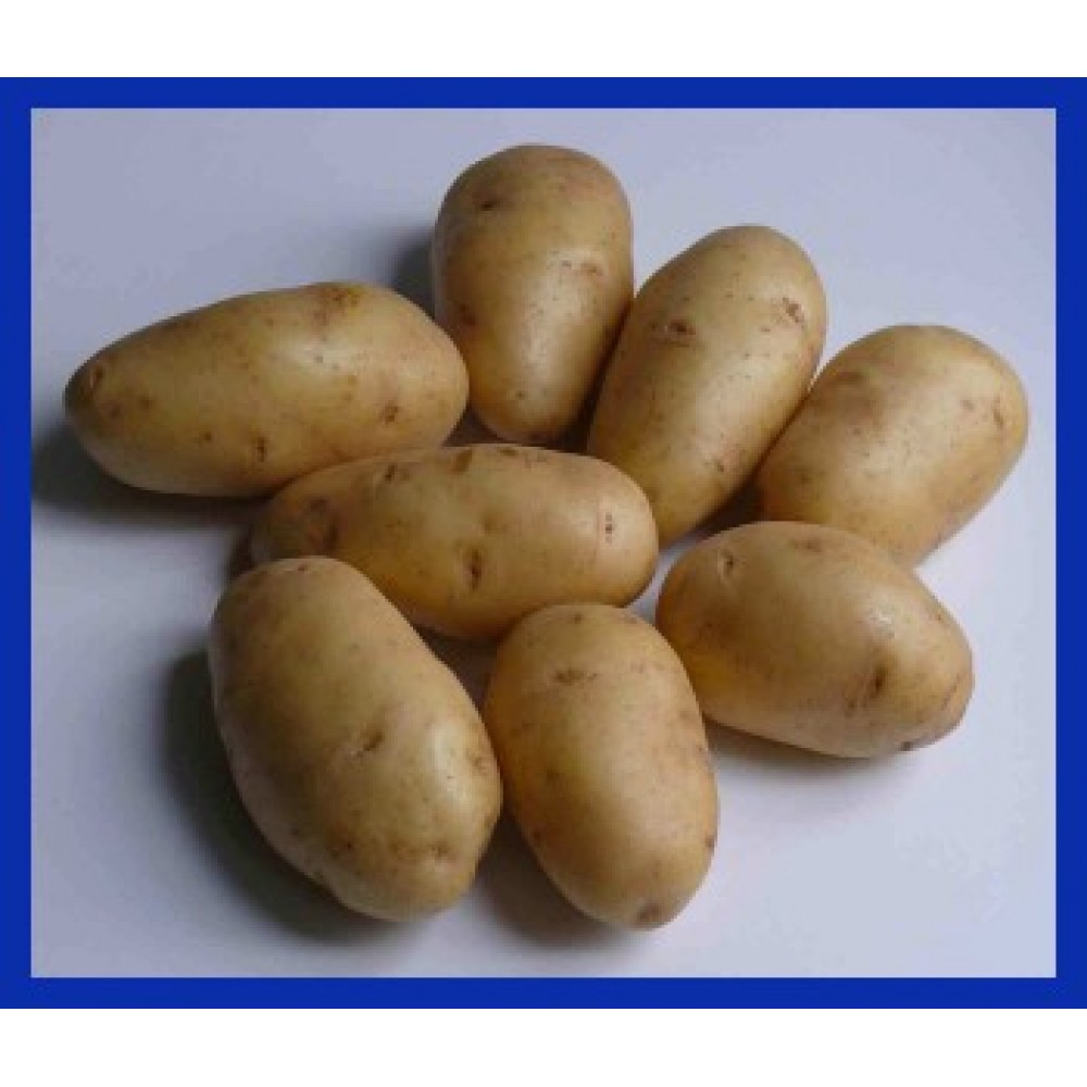 Картофель Импала 5 кг