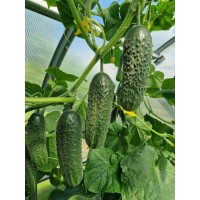 Огурец АМЕРИГО F1 1000 сем. Клоз (Clause)