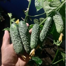 Огурец АНВАР F1 1000 сем. Клоз (Clause)