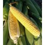 Кукурудза цукрова ДРАЙВЕР R F1 5000 нас. Клоз (Clause)