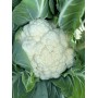 Цветная капуста ДЮРОК F1 2500 сем. Клоз (Clause)