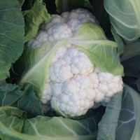 Цветная капуста ДЮРОК F1 2500 сем. Клоз (Clause)