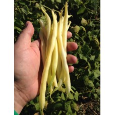 Фасоль спаржевая ФРУИДОР 500 г Клоз (Clause)