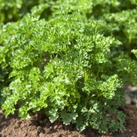 Петрушка кучерява ФРІСЕ (РОБУСТ) 100 г Клоз (Clause)