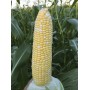 Кукурудза цукрова КАМБЕРЛЕНД F1 50 000 нас. Клоз (Clause)