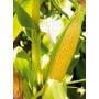 Кукурудза цукрова КАМУК F1 5000 нас. Клоз (Clause)
