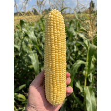 Кукурудза цукрова КАМУК F1 5000 нас. Клоз (Clause)
