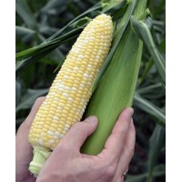 Кукурудза цукрова КЕЙТ F1 5000 нас. Клоз (Clause)