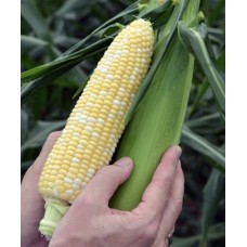 Кукурудза цукрова КЕЙТ F1 5000 нас. Клоз (Clause)