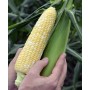 Кукурудза цукрова КЕЙТ F1 5000 нас. Клоз (Clause)