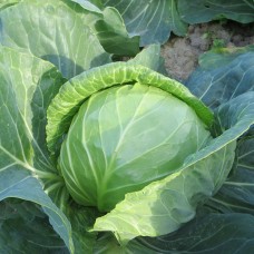Капуста белокочанная ранняя КОНСТЕБЕЛЬ F1 2500 сем. Клоз (Clause)