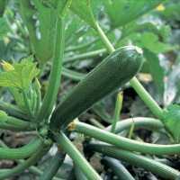 Кабачок КОРА F1 500 нас. Клоз (Clause)