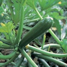 Кабачок КОРА F1 500 нас. Клоз (Clause)