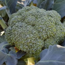 Капуста брокколи КУСКО F1 2500 сем. Клоз (Clause)