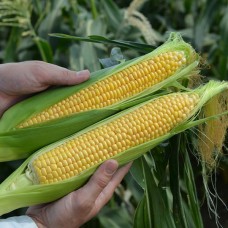 Кукурудза цукрова ЛІСКАМ F1 5000 нас. Клоз (Clause)