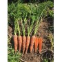 Морква МУЛЕТА F1 100 000 нас. (1,4 - 1,6) Клоз (Clause)