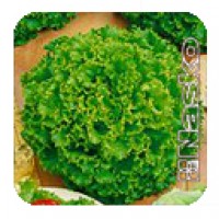 Салат листовой (Nasko № 725) 25 гр Наско