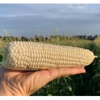 Кукурудза цукрова НІКОЛЬ F1 5000 нас. Клоз (Clause)