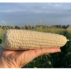 Кукурудза цукрова НІКОЛЬ F1 5000 нас. Клоз (Clause)