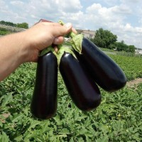 Баклажан ОКТАВИЯ F1 1000 сем. Клоз (Clause)