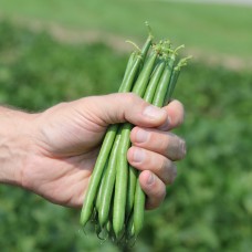 Фасоль спаржевая ПАЙК 5000 сем. Клоз (Clause)