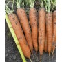 Морква ПАТЗІ F1 100 000 нас. (2,0 - 2,25) Клоз (Clause)