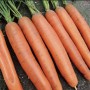 Морква ПАТЗІ F1 100 000 нас. (2,0 - 2,25) Клоз (Clause)