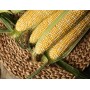 Кукурудза цукрова РАКЕЛЬ F1 50 000 нас. Клоз (Clause)