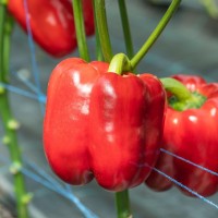 Перец РЕД ДИР F1 1000 сем. Клоз (Clause)