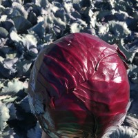 Капуста червоноголова РЕДГАРД F1 2500 нас. Клоз (Clause)