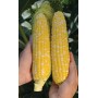 Кукурудза цукрова РОУЗІ F1 5000 нас. Клоз (Clause)