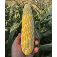 Кукурудза цукрова РОУЗІ F1 5000 нас. Клоз (Clause)