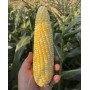 Кукурудза цукрова РОУЗІ F1 5000 нас. Клоз (Clause)