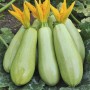 Кабачок САМІРА F1 500 нас. Клоз (Clause)