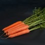 Морковь САНТОРИН F1 100 000 сем. (1,6 - 2,0) Клоз (Clause)