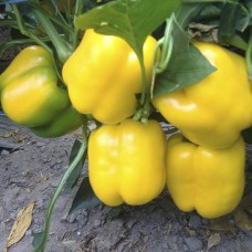 Перець СОЛАНОР F1 1000 нас. Клоз (Clause)