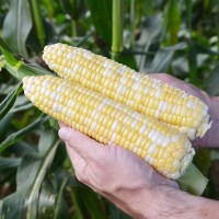 Кукурудза цукрова СПРІЦ F1 5000 нас. Клоз (Clause)