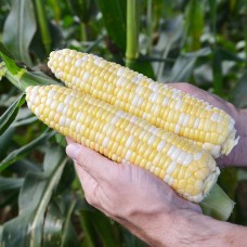 Кукурудза цукрова СПРІЦ F1 5000 нас. Клоз (Clause)