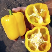 Перец СПРИНГБОКС F1 1000 сем. Клоз (Clause)