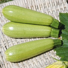 Кабачок СУПЕР ДОНІЯ F1 500 нас. Клоз (Clause)