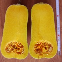 Тыква СИБЕЛЬ F1 100 сем. Клоз (Clause)