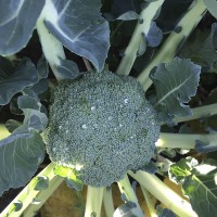 Капуста брокколи СИГНО F1 2500 сем. Клоз (Clause)