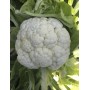 Цветная капуста ТРАЙДЕНТ F1 2500 сем. Клоз (Clause)