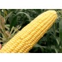 Кукурудза цукрова ТУРБІН F1 50 000 нас. Клоз (Clause)