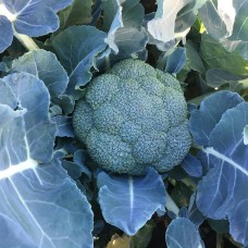 Капуста брокколи ВАВИЛОН F1 2500 сем. Клоз (Clause)