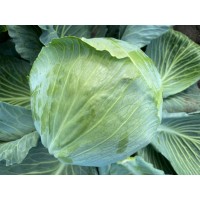 Капуста білокачанна середня ВІСКОНТ F1 2500 нас. Клоз (Clause)