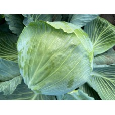 Капуста белокочанная средняя ВИСКОНТ F1 2500 сем. Клоз (Clause)