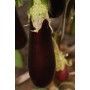 Баклажан ФАБІНА F1 5 г Клоз (Clause)